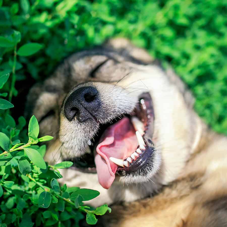 Pet Dental Care