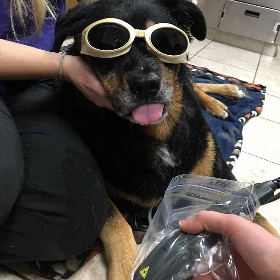 Pet Laser