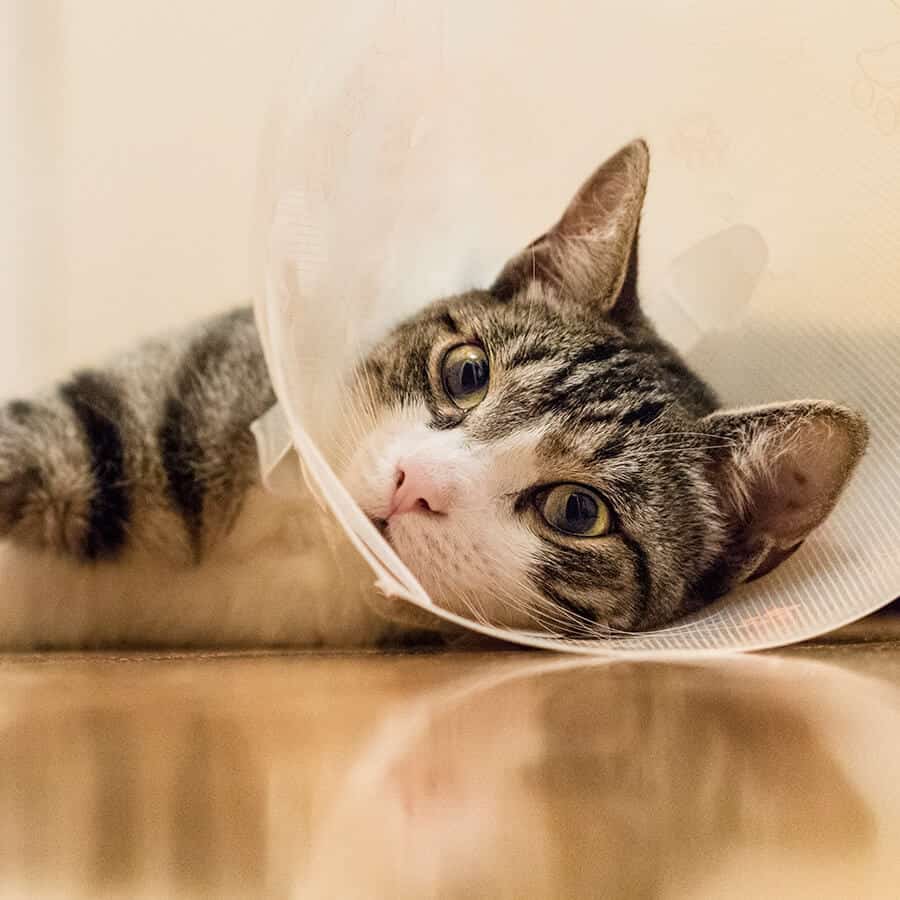 Pet Surgery