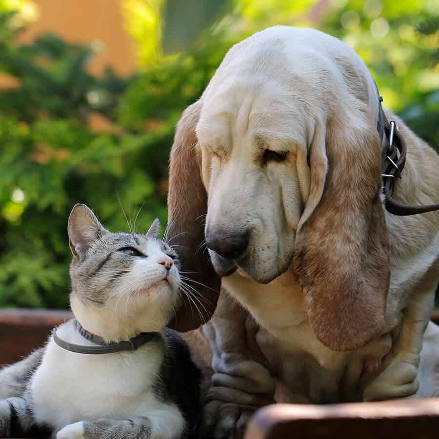 Veterinary Preventative Care