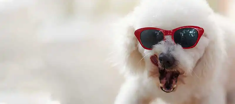 A dog wearing sunglasses