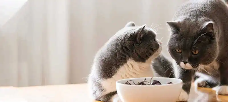 Cats eating