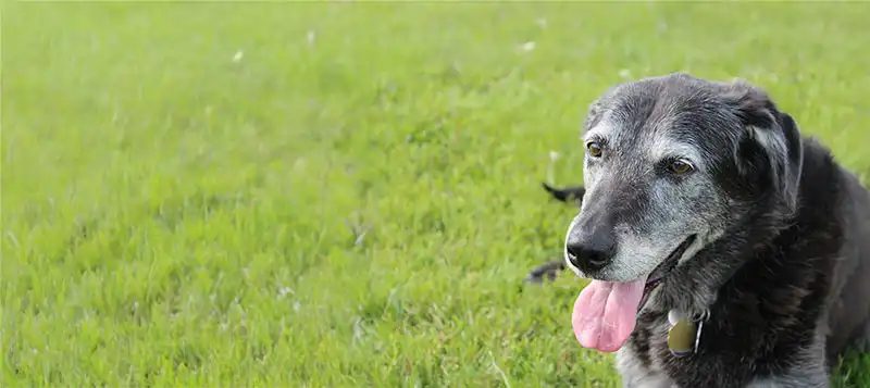 A dog on a lawn