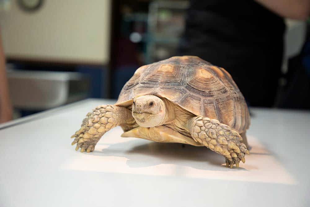 Turtle on exam table