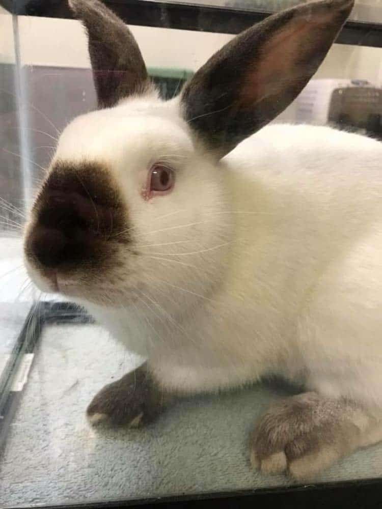 Rabbit in exam room