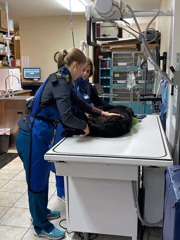 Dog being prepped for treatment