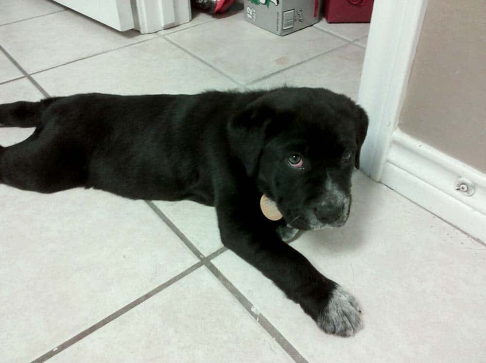 Puppy on tile floor