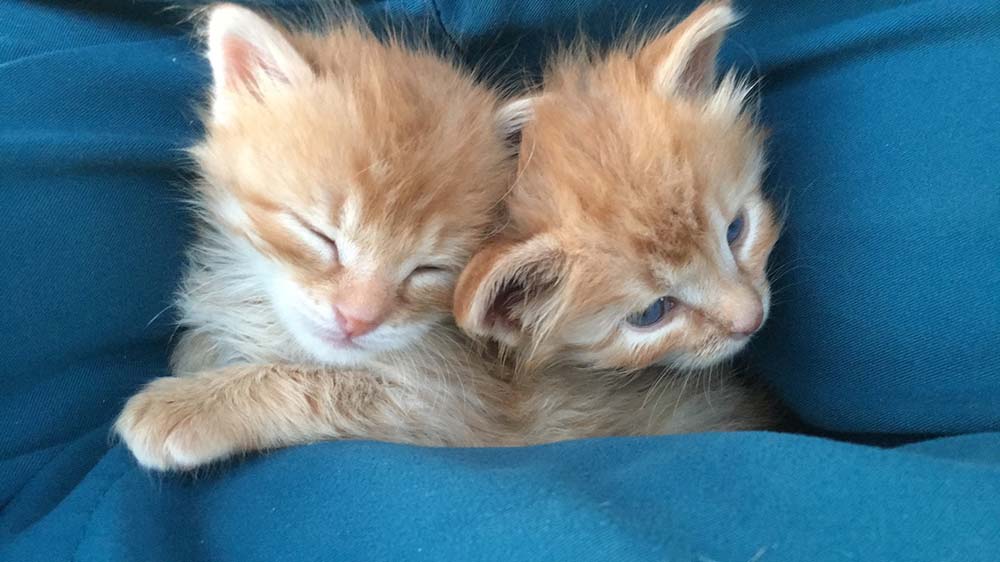 Kittens held in towel