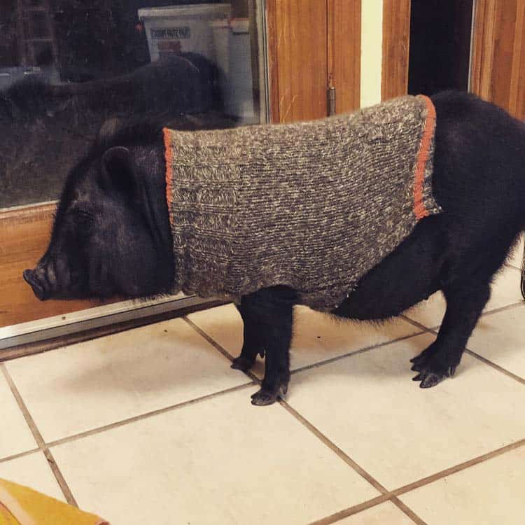 Pot-bellied pig in the office